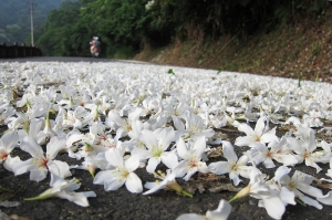 四月雪油桐花
