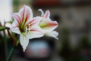 DV大有散景，我是有散光