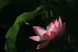 妙蓮華