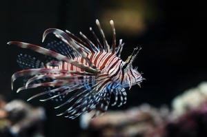 懷念鏡頭之獅子魚