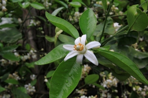 麻豆文旦 "花現蹤影"