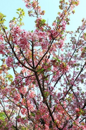 2010陽明山花季