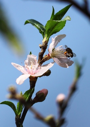 台中市~新百微....櫻花?..桃花?.......