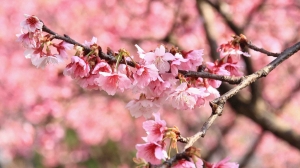 花園新城櫻花