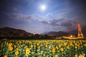 夏季夜色 大南澳向日葵花田