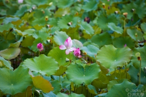 阿勃勒&荷花一次滿足~亞洲大學