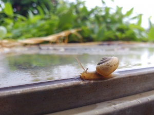 蝸牛…