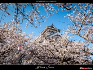 ラ－ピト Rapit。20130411~16日本追櫻精華集錦