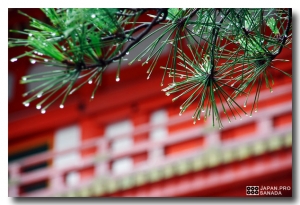 雨中的京都、雨中的八坂神社