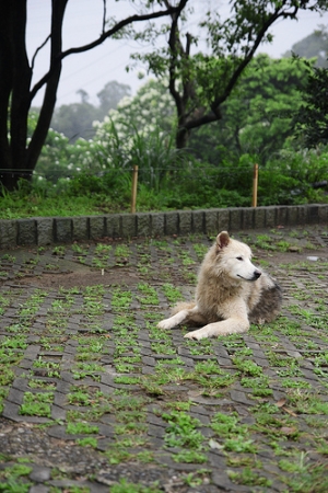 湖口金獅‧仁和 X 桐花