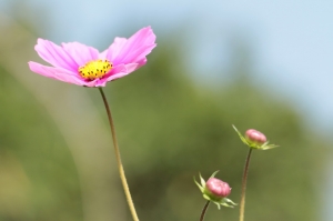 花花世界
