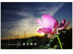 R O Y Macro 1 8 0 │ 夏 日 南 荷