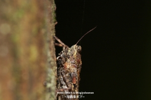 2007馬武督森林-生態