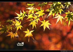 關西秋楓照片分享