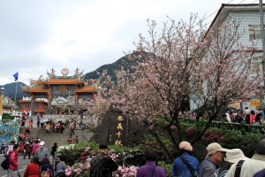 2014 天元宮 櫻花