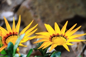 中山公園百花季