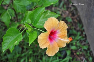 雨中漫步的士林官邸