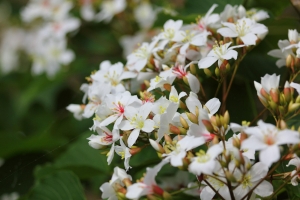 苗栗 打鹿坑-桐花趣