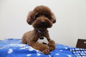 愛犬~