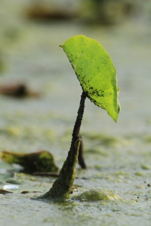 新 荷