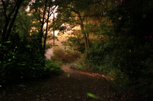 夏日螢河 ~ 薑麻園