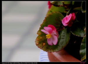 不自量力的5D3首發請指教--祝福大家新年發財--一之眼