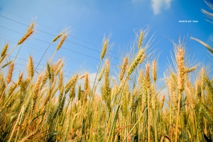 在台南遇見麥香