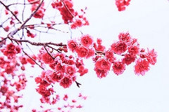 [70D]20150214_南投_九族櫻花季