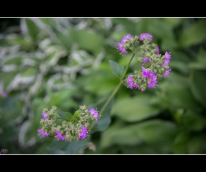 [6D] ::: Snapshots 上下班隨拍 by DV :::