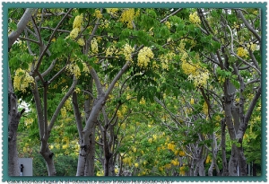 20110528 - 阿勃勒