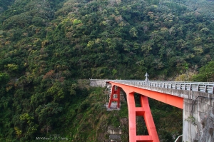 濃櫻 拉拉山