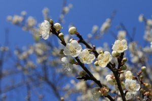 梅嶺梅花一枚