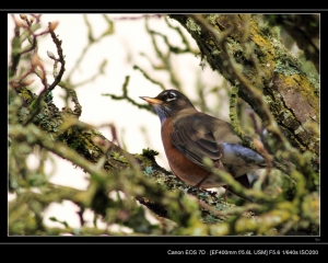EF 400mm F5.6 American Robin旅鶇" 或"美洲知更鳥  