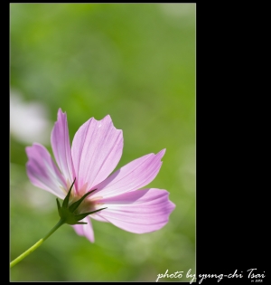::: 戀上波斯菊   Fall in love with Cosmos :::   