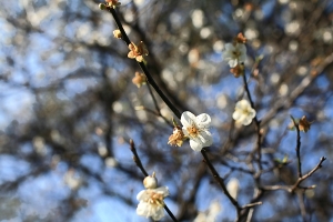 角板山梅花~