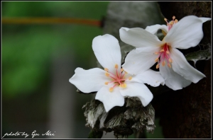 102.04.22-再見桐花