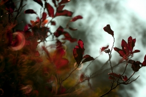 紅葉