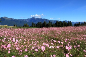 福壽山波斯菊拍拍