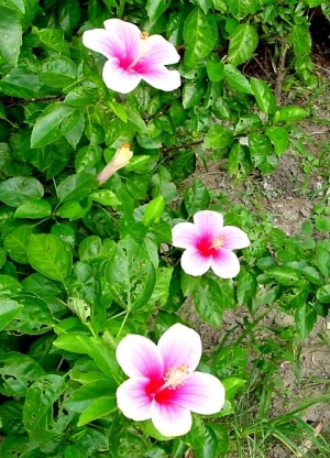 籬邊小花