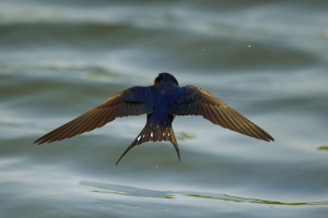 燕子飛行版<<奉DV大指示要看燕子飛行版>>