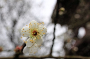 櫻花梅花一起來