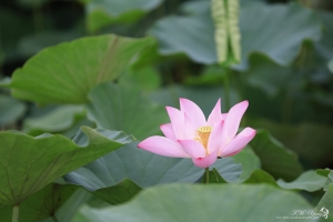 台南 端午賞花