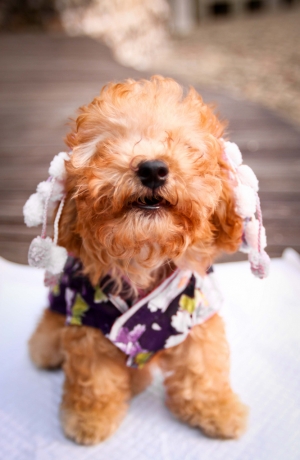 小主角_Lena 從未到過新社