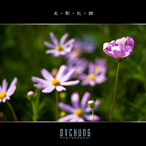 ::: Macro Photography 其他微距 :::