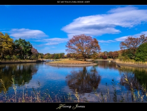 顏色之秋。20141116東京昭和公園、御越溪谷