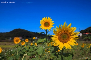 桃園龜山 楓樹村