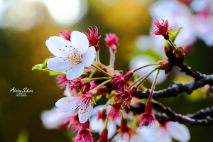 Alishan Sakura (MD:Blair)