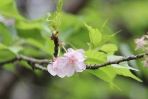 櫻
