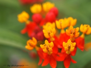 花草老蔡頭