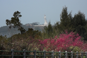 賞櫻在馬祖